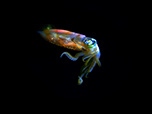 Bild 009