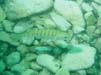 Bild 006