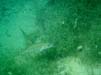 Bild 031